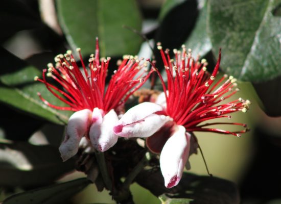 feijoa-FIORE